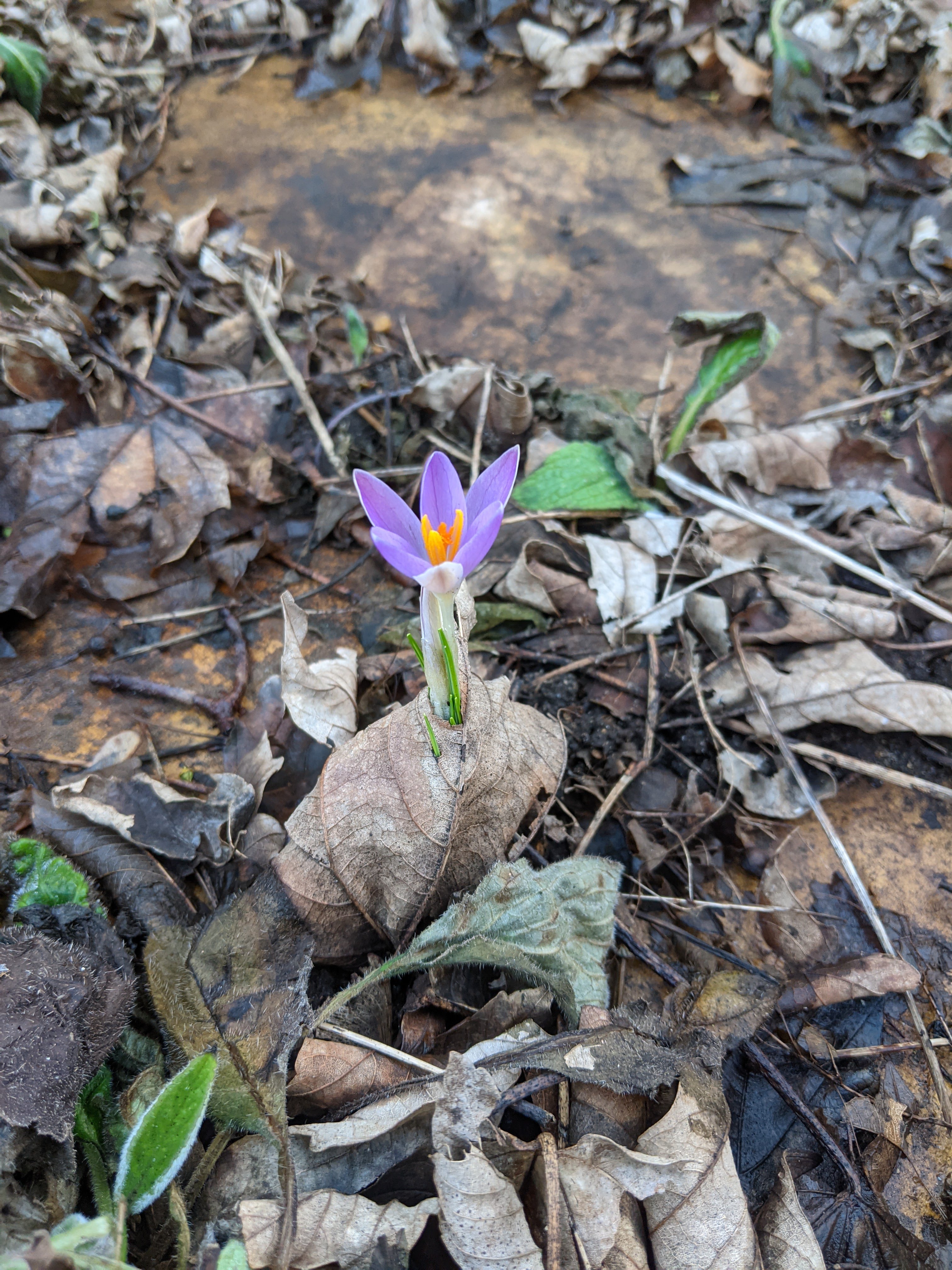 a small purple crocus flower sprouting through dead leaf